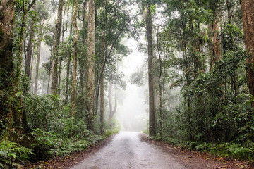Obraz premium Following down the misty road in a rainforest.