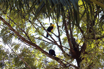 Red-breasted Toucan , Toucan,  Tucano do bico verde , Ramphastos dicolorus
