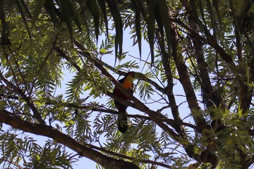 Red-breasted Toucan , Toucan,  Tucano do bico verde , Ramphastos dicolorus