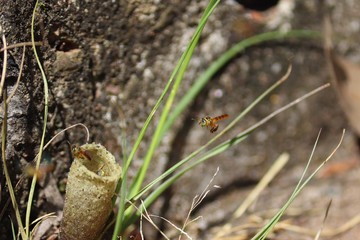 Abelha Jataí , bee , Tetragonisca angustula