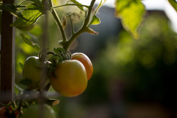 tomatoes