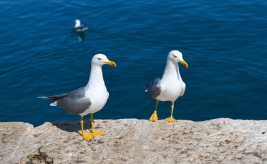 Seagulls resting on a quay wall by the sea