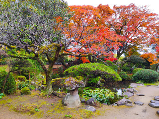 Traditional Japanese garden of Ohara-tei samurai residence (rebuilt in 1800) of in autumn colors. Many samurai houses survived in Kitsuki town (Japan) since Edo period