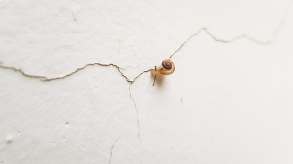 Small snail walking through a crack in a white wall in a top view