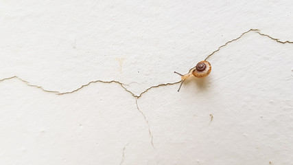 Small snail walking through a crack in a white wall