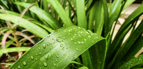 Raindrops on an elongated green leaf highlighted in the center of the image.