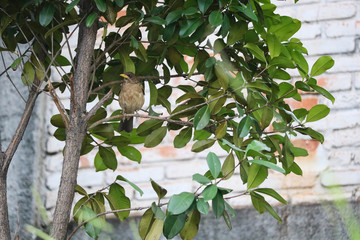 Bird