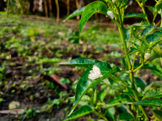 Obraz premium Chili flower macro shot.