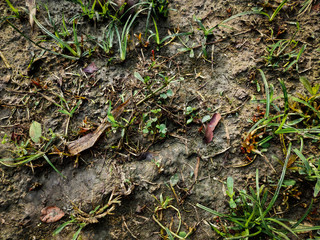 Natural abstract.