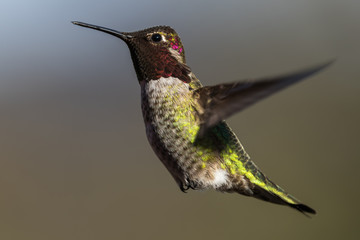 Hummingbird flying, flapping its wings in flight