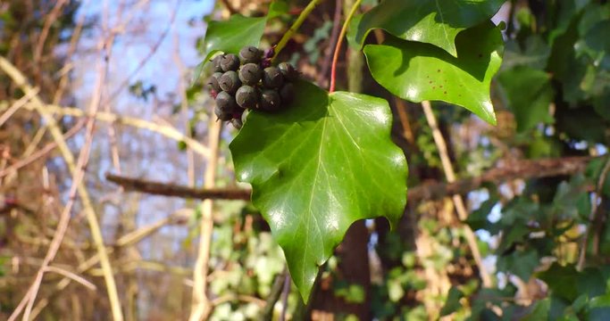 Fruit et feuille de lierre grimpant (Hedera Helix)