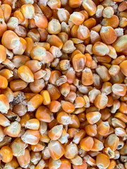 Corn seed fresh from farm
