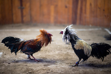 Peleas de gallos, Mexico