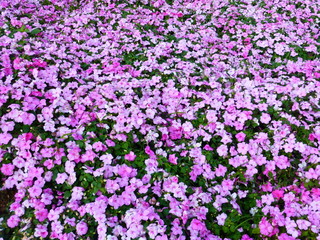 Impatiens plants and flowers