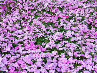 Impatiens plants and flowers