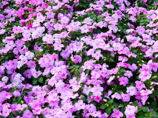 Obraz premium Impatiens plants and flowers