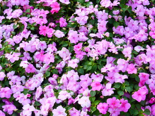 Fototapeta premium Impatiens plants and flowers