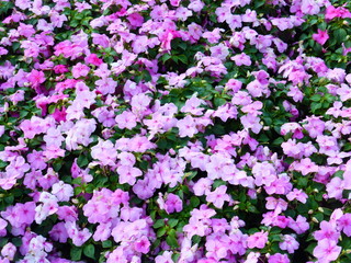Impatiens plants and flowers
