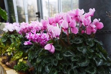 Cyclamen is a perennial bulbplant that blooms beautiful red, white, and pink flowers from autumn to spring.