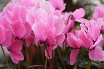 Obraz premium Cyclamen is a perennial bulbplant that blooms beautiful red, white, and pink flowers from autumn to spring.