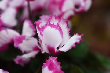 Obraz premium Cyclamen is a perennial bulbplant that blooms beautiful red, white, and pink flowers from autumn to spring.