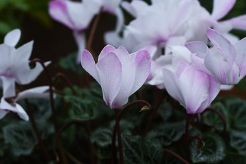 Cyclamen is a perennial bulbplant that blooms beautiful red, white, and pink flowers from autumn to spring.