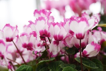 Cyclamen is a perennial bulbplant that blooms beautiful red, white, and pink flowers from autumn to spring.
