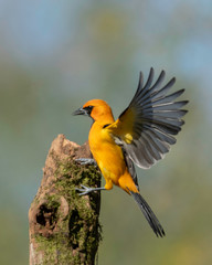 Altamira Oriole (Icterus gularis), Rio Grande Valley, Texas, USA