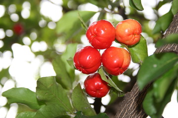 Acerola