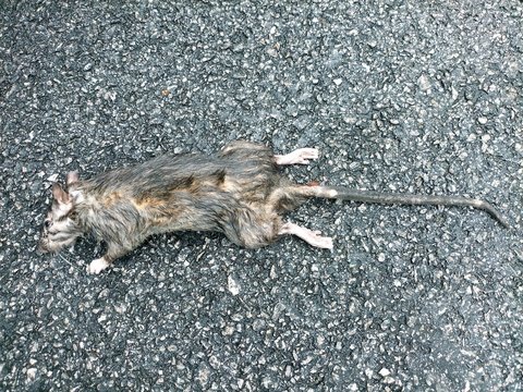 Big rat dead on asphaltic road.