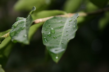 Acerola leaves