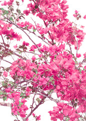 Obraz premium Flowers on White