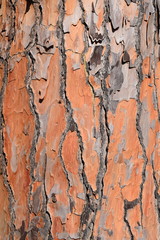 Corteccia di pino