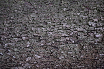 Primo piano di quercia da ghianda