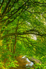 Fototapeta premium Bach in grünem Wald