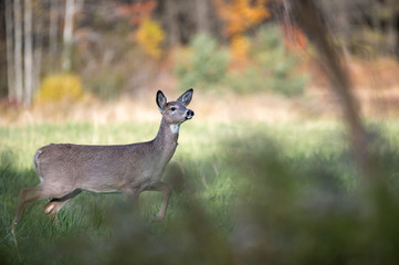 Whitetail Deer in the field