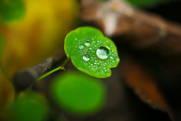 Macrophotography of a plant with beautiful water drops