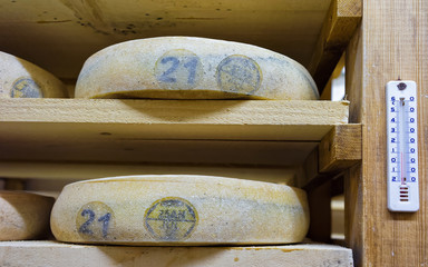 Fototapeta na wymiar Shelves of aging Cheese in ripening cellar of Franche Comte creamery in France