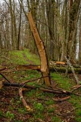 Fototapeta na wymiar Shards of Tree Trunk Litter the Trail