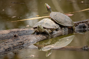 Fototapeta premium Red Eared Slider on a log