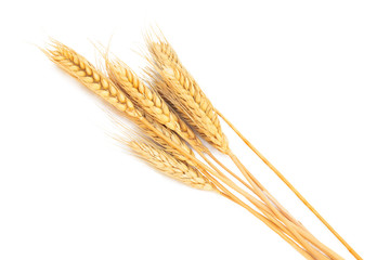 Set dried ear of barley or wheat isolated on white background.