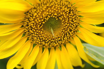 sunflower closeup with insect