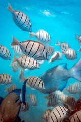 Big amount of wild fish at reefs, underwater photography 