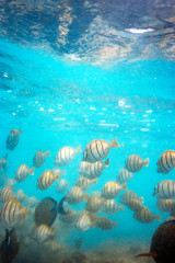 Fototapeta na wymiar Big amount of wild fish at reefs, underwater photography 