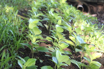 The green  small tree in the park city