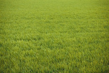 Field, grass, countryside.