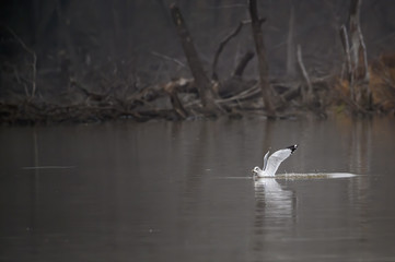 Ring Billed Gull taking off