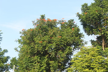 Red bud flower tree in the city garden