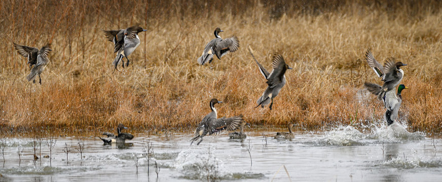Ducks in flight