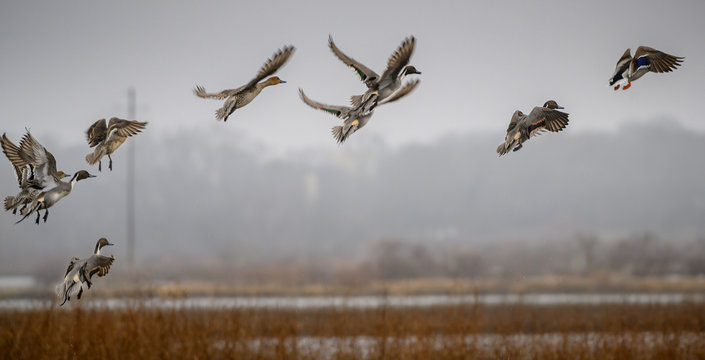 Ducks taking off